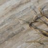 Vein-cut travertine "Zebra Terra Chiara"