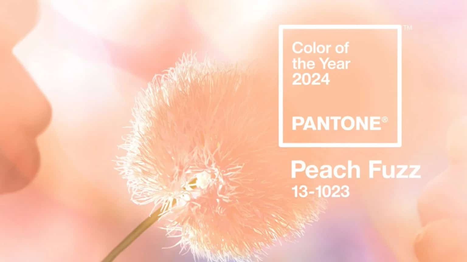 PANTONE PEACH FUZZ x