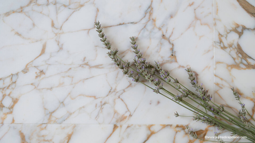 Breccia Gold x
